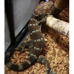 Gekko Gecko (Tokay)