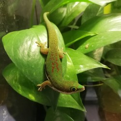 Phelsuma lineata