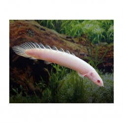 Polypterus Senegalus albino