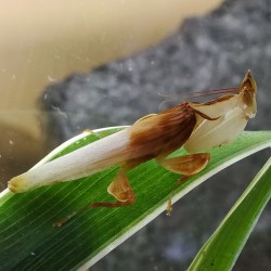 Hymenopus coronatus