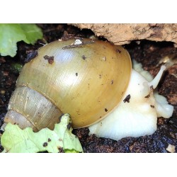 Achatina Fulica White Jade